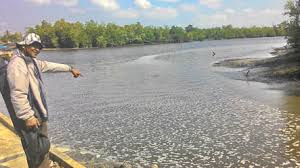 Limbah Sagu Masih Dibuang ke Laut